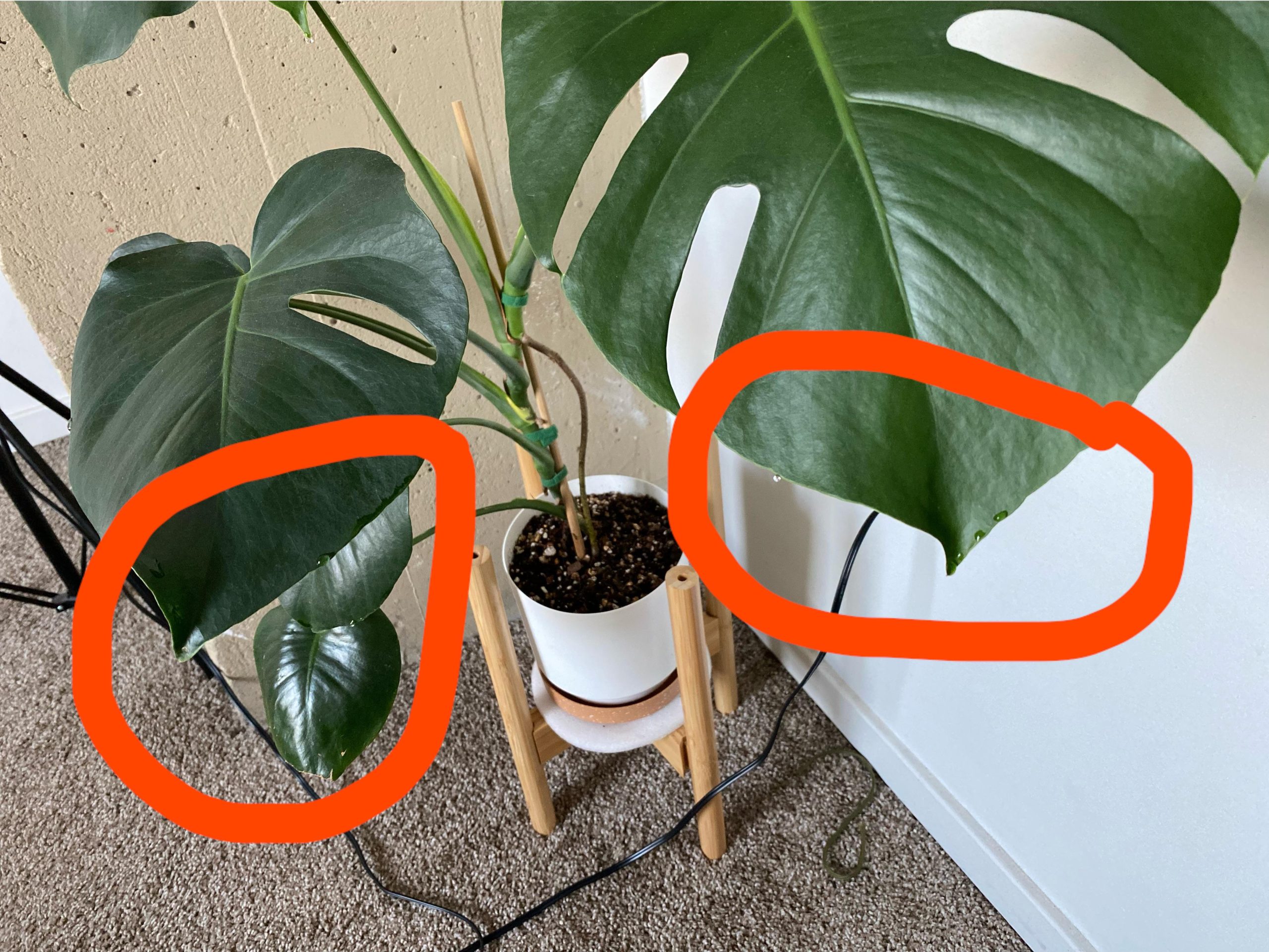 Why Do Monstera Leaves Leak Water