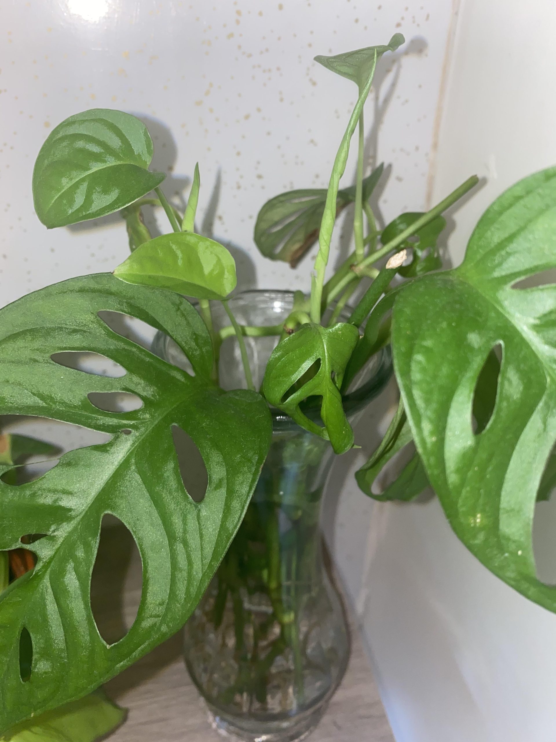 Why Does Monstera Adansonii Have Holes