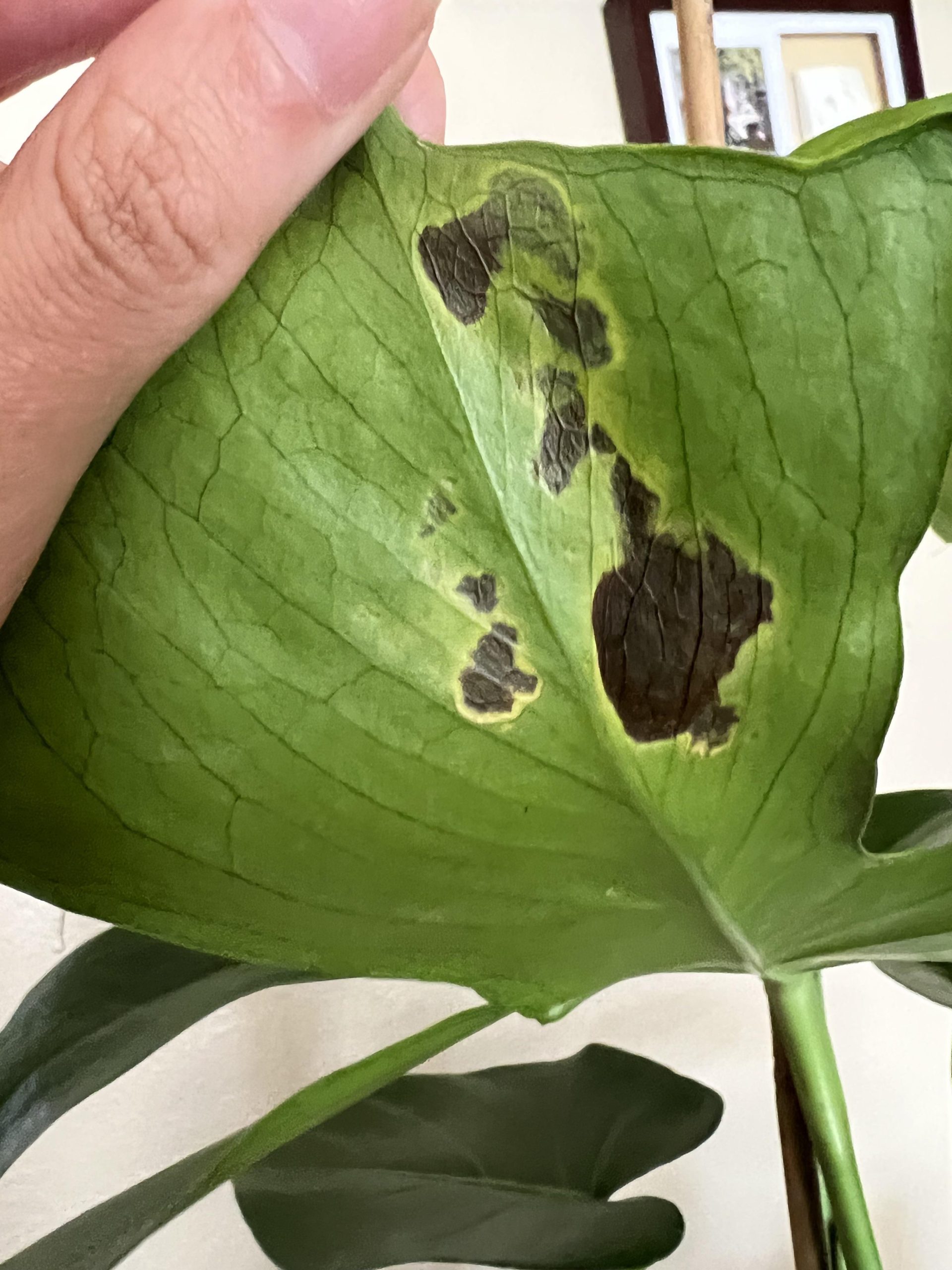 Why Does Monstera Get Brown Spots
