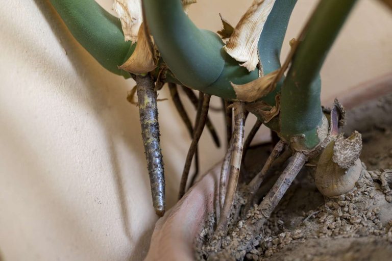 Why Does Monstera Grow Aerial Roots