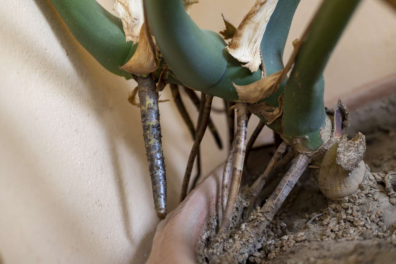 Why Does Monstera Grow Aerial Roots