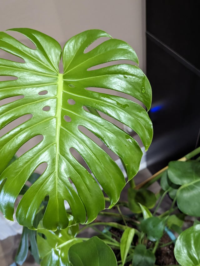 Why Does Monstera Sweat