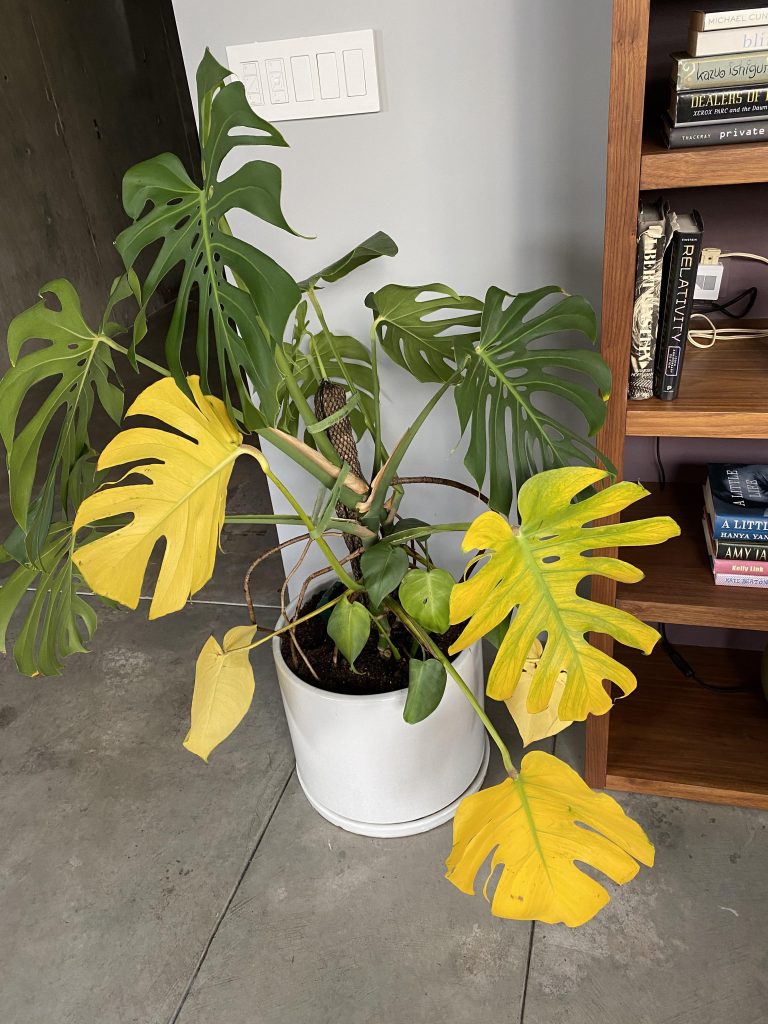 Why Does Monstera Turn Yellow