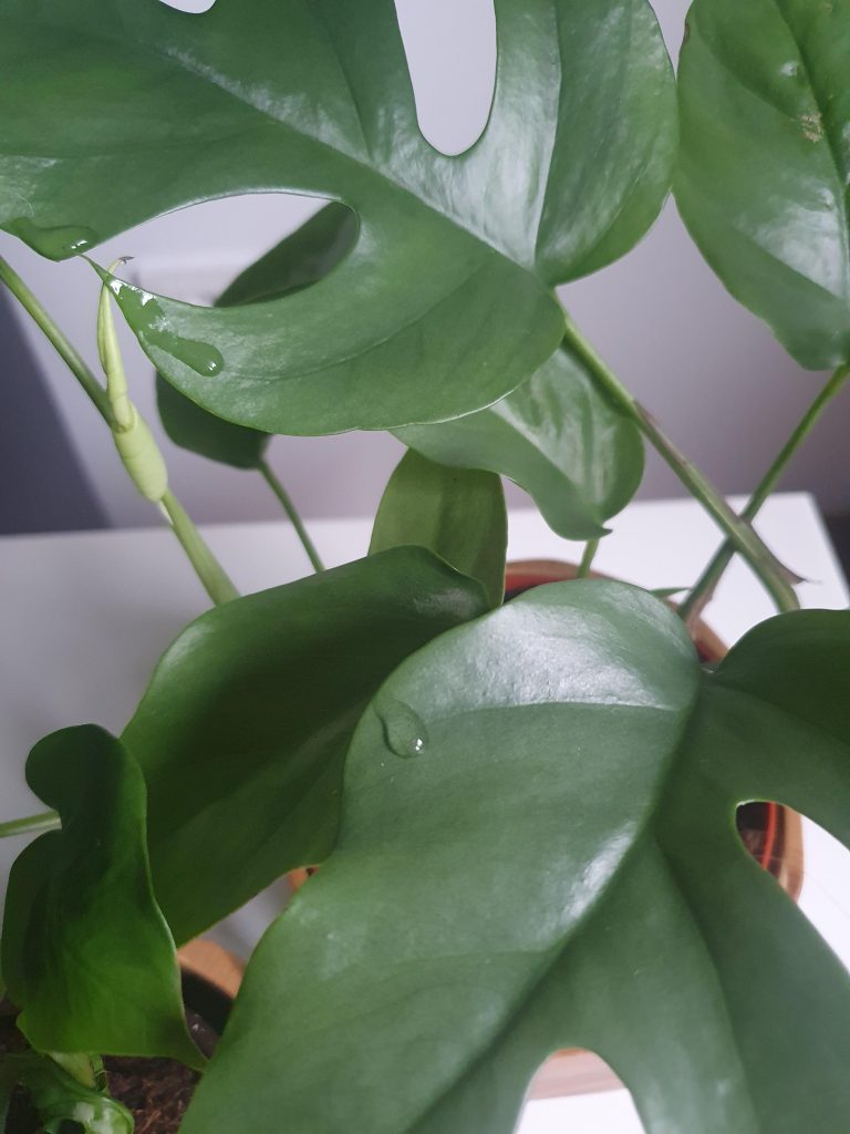 Why Does Monstera Weep