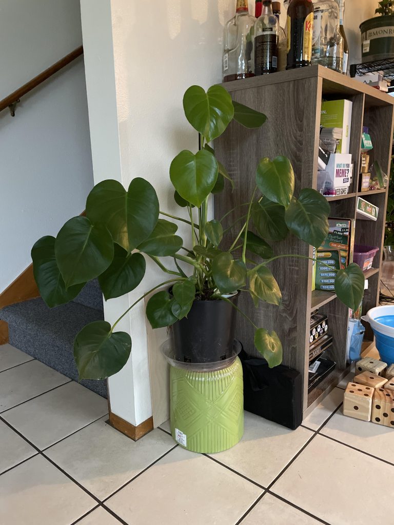 Why Don'T Monstera Leaves Split