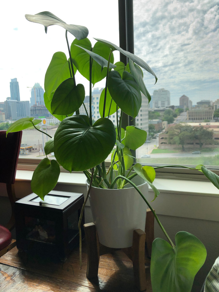 Why Hasn'T My Monstera Split