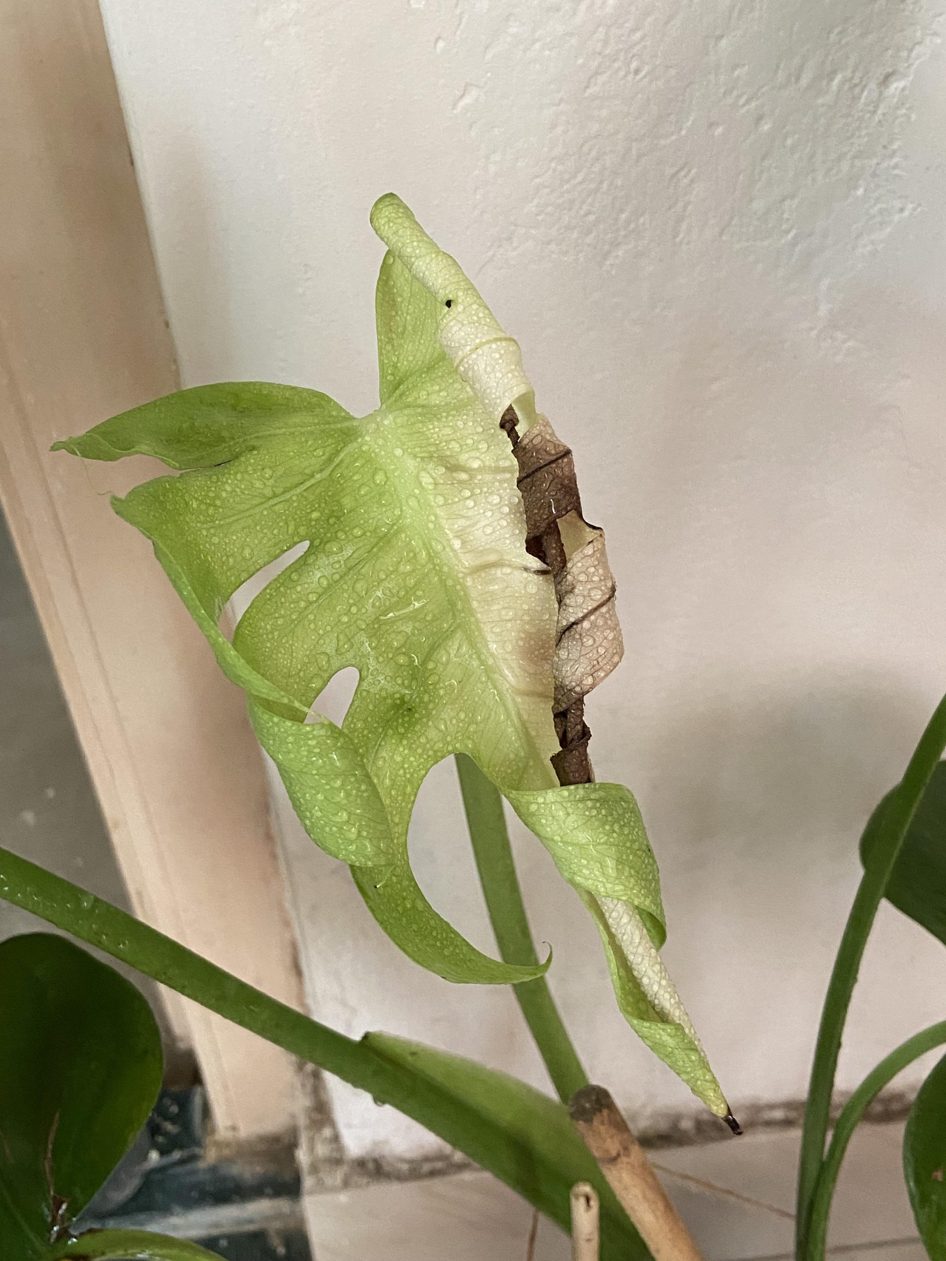Why is Monstera Leaves Turning Brown