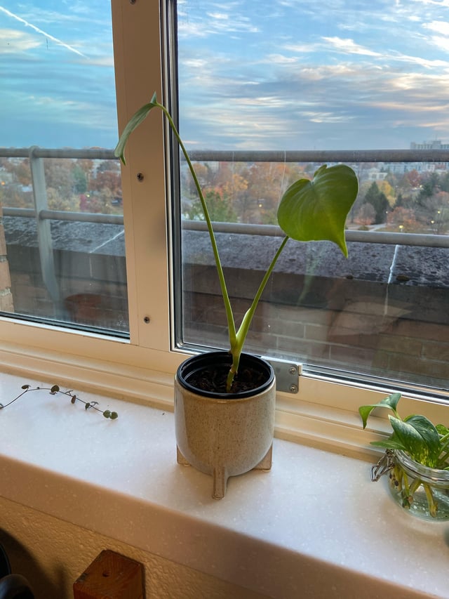 Why is My Monstera Not Growing