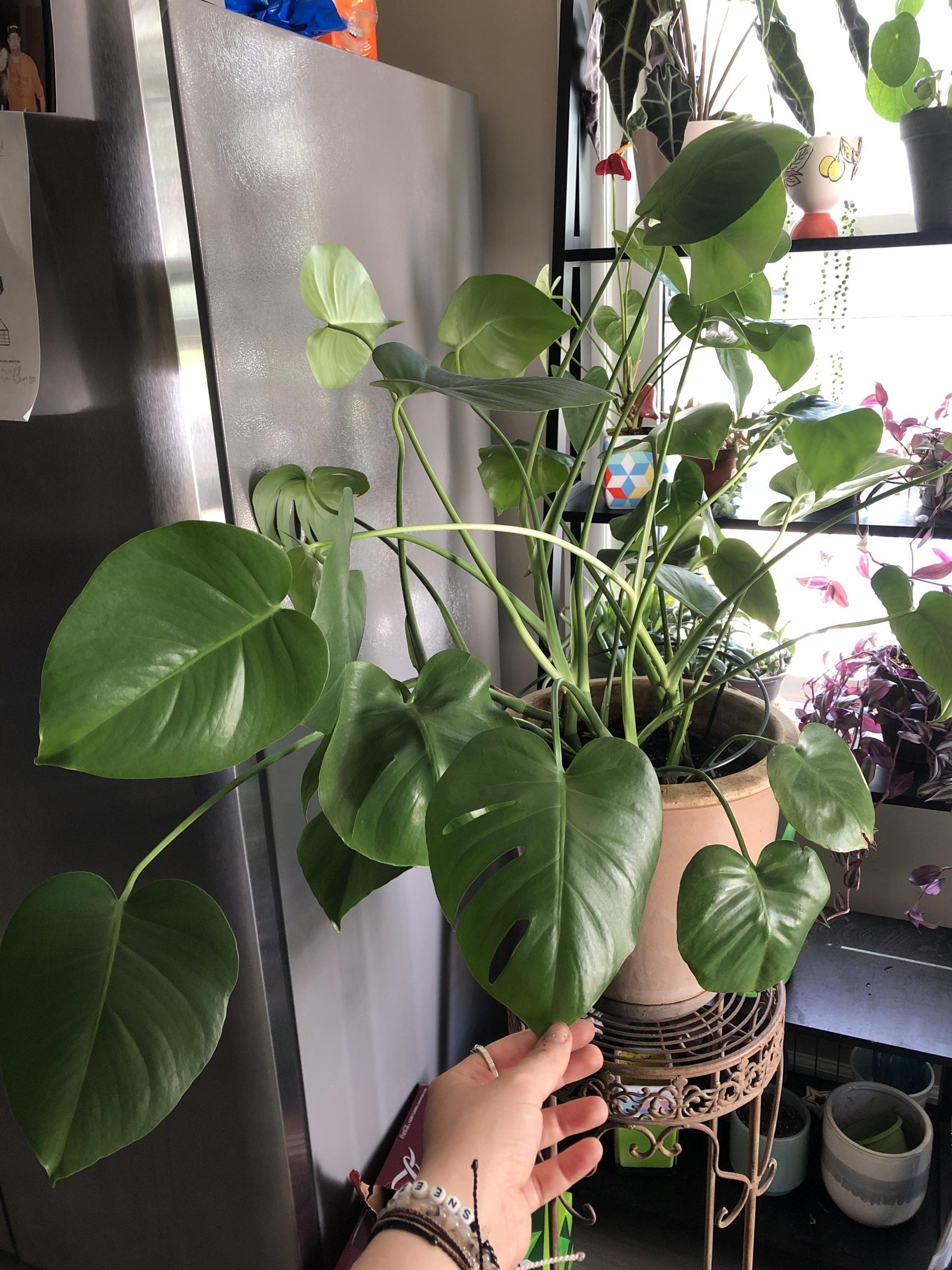 Why is My Monstera Not Splitting