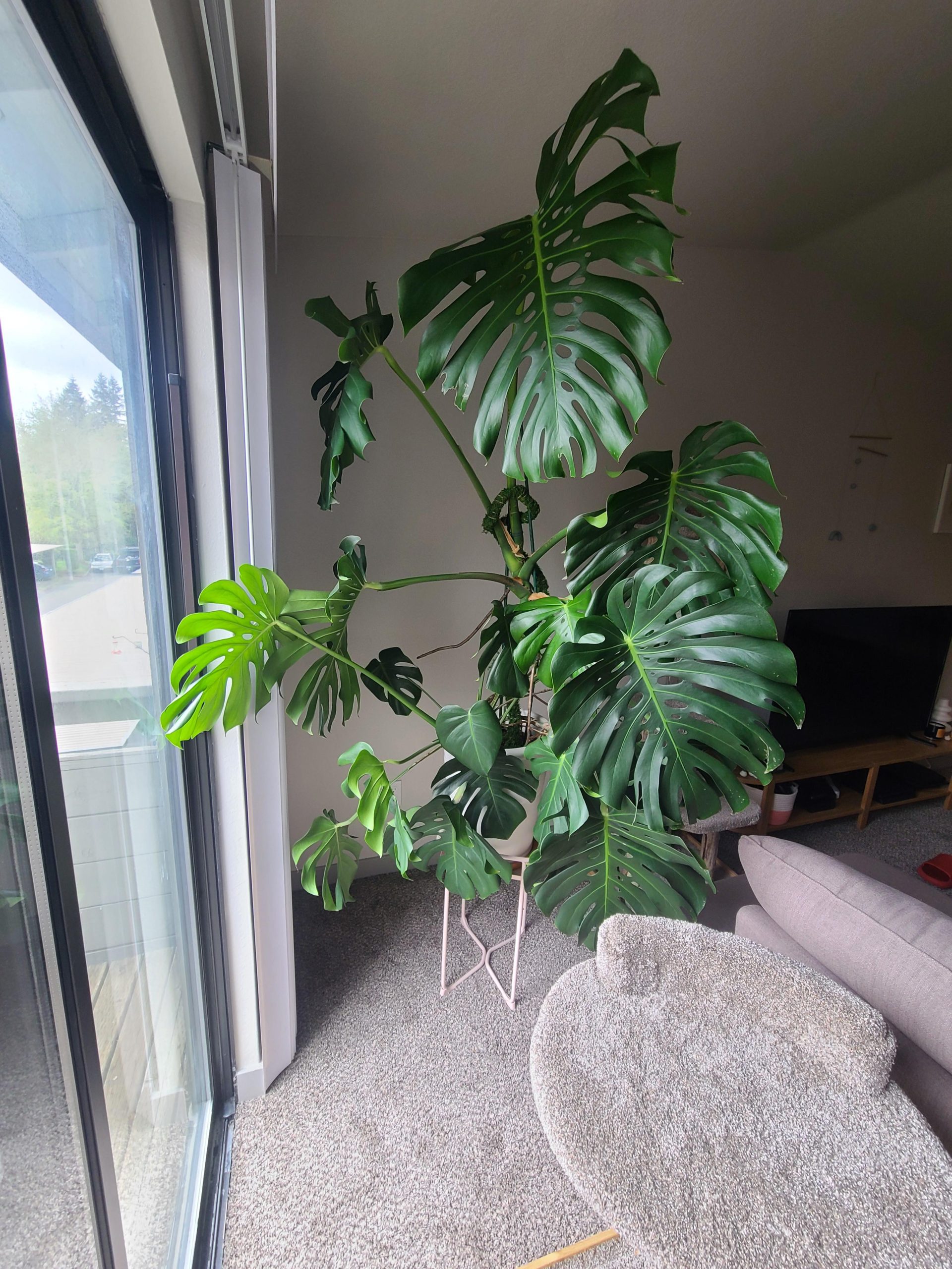 Will Monstera Grow in Low Light