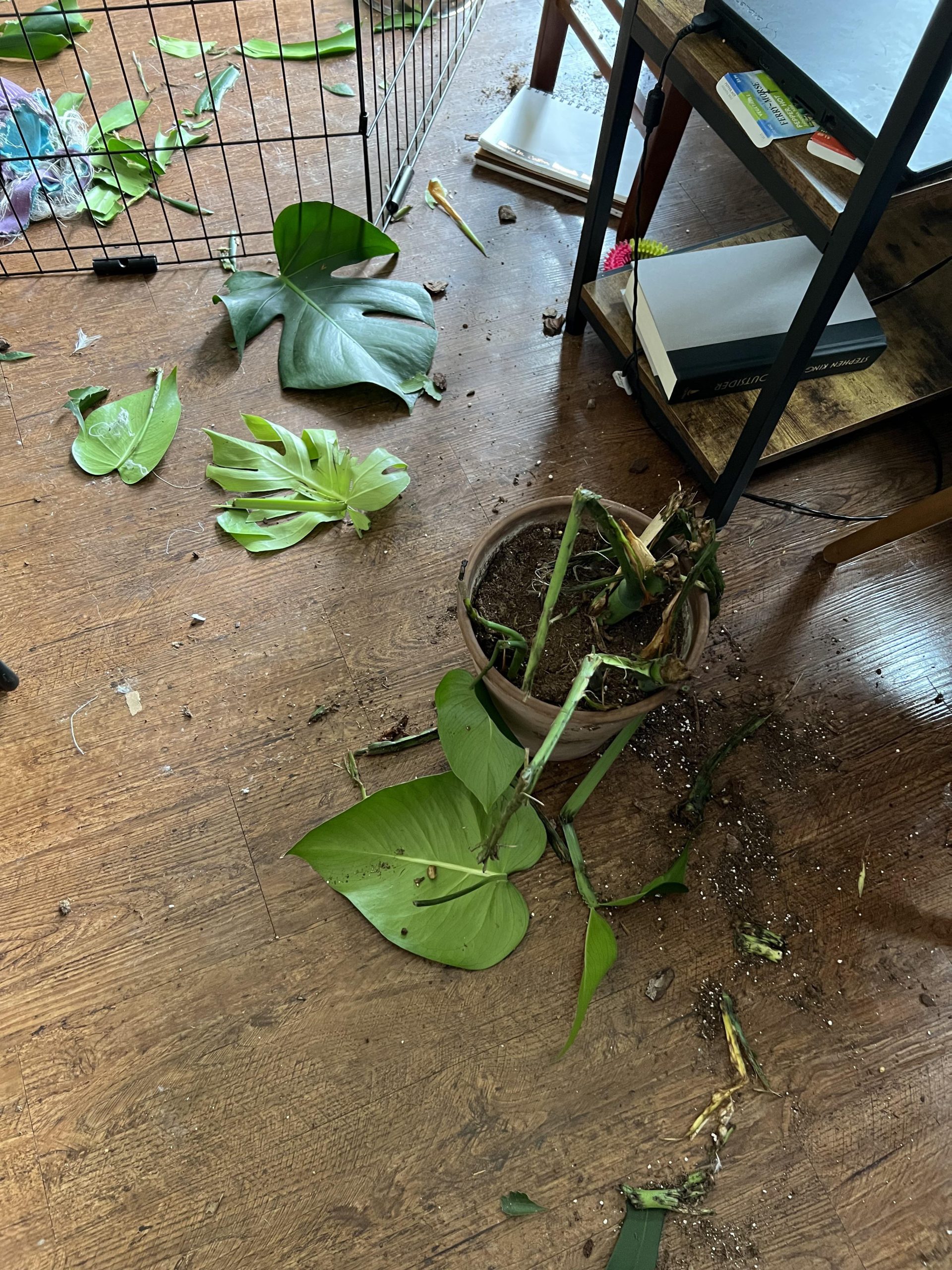 Will Monstera Kill My Dog