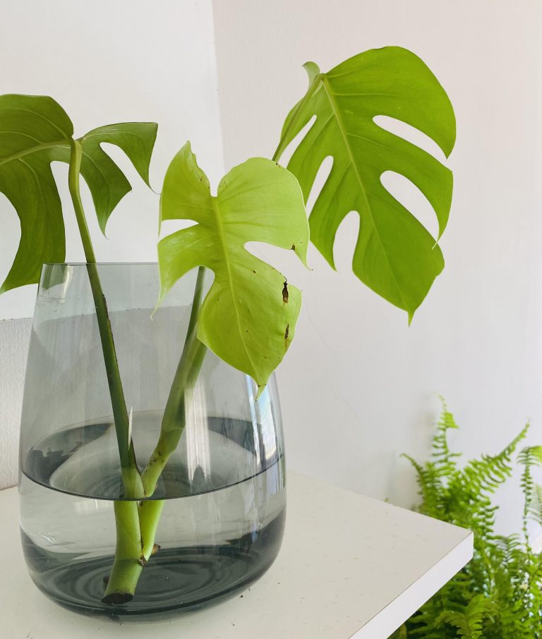 Will Monstera Leaves Grow Bigger
