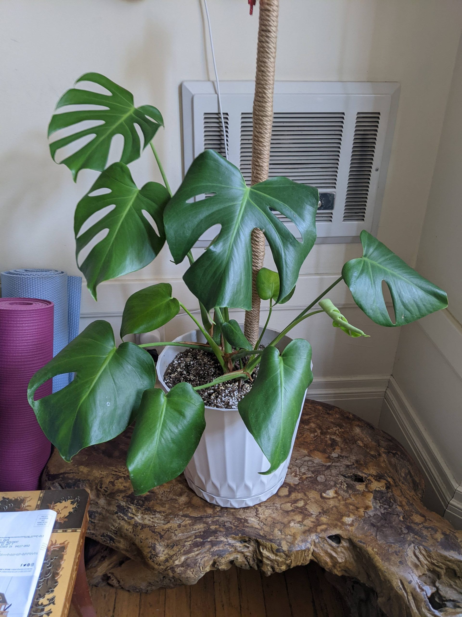Will Monstera Leaves Uncurl