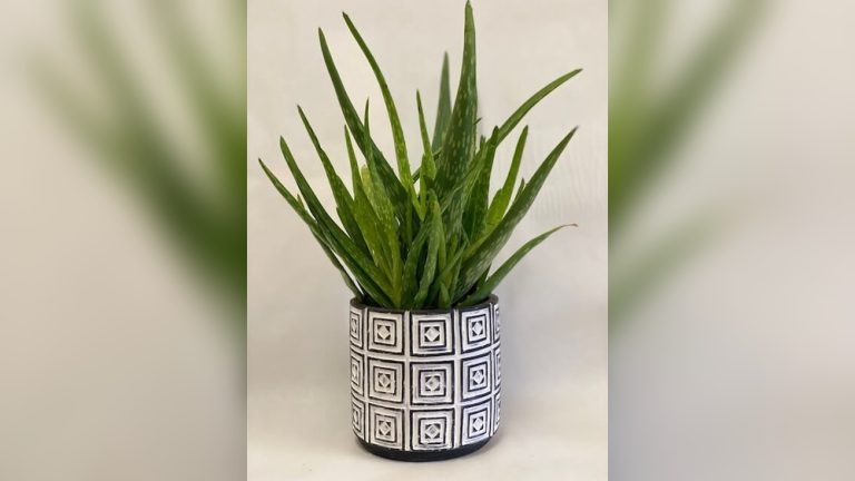 Aloe Vera Indoor Plant Decor