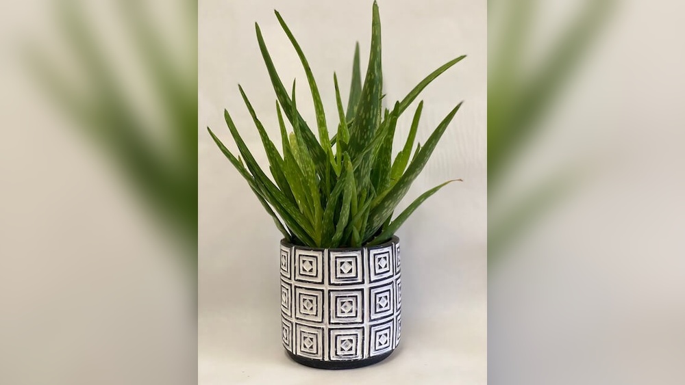 Aloe Vera Indoor Plant Decor