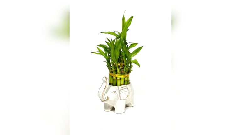 Bamboo Plant Indoor Decor