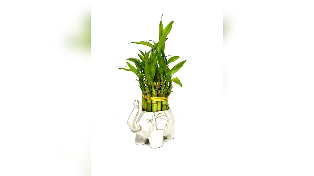 Bamboo Plant Indoor Decor