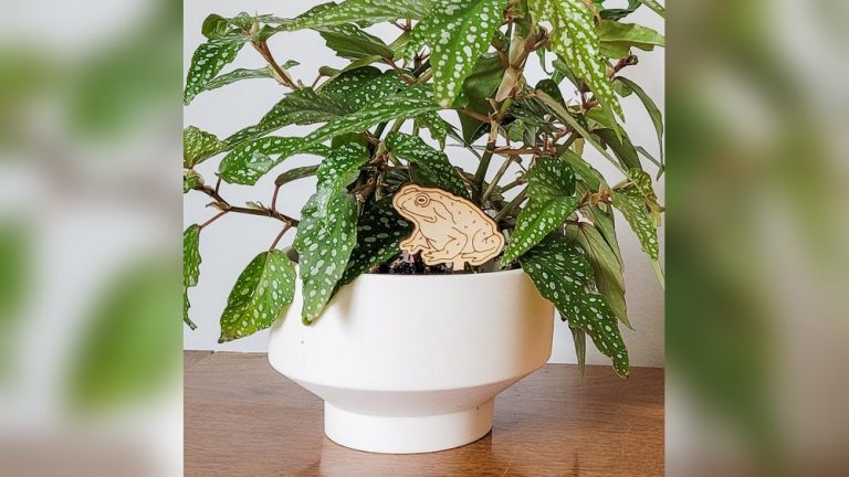 Begonia Plant Indoor Decor