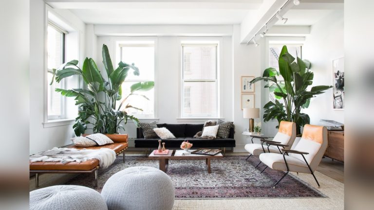 Bird of Paradise Plant Indoor Decor