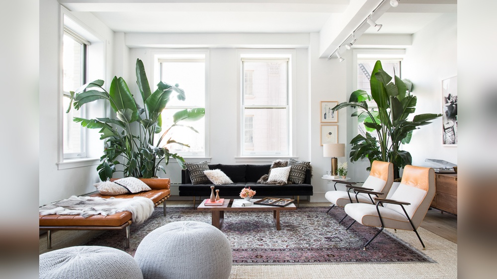 Bird of Paradise Plant Indoor Decor