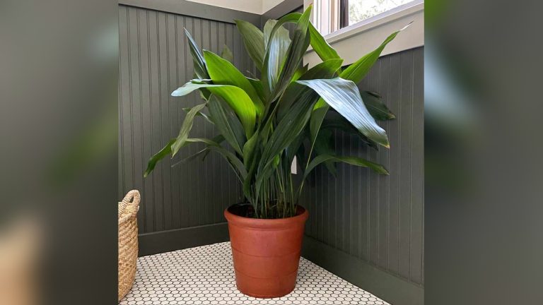 Cast Iron Plant Indoor Decor
