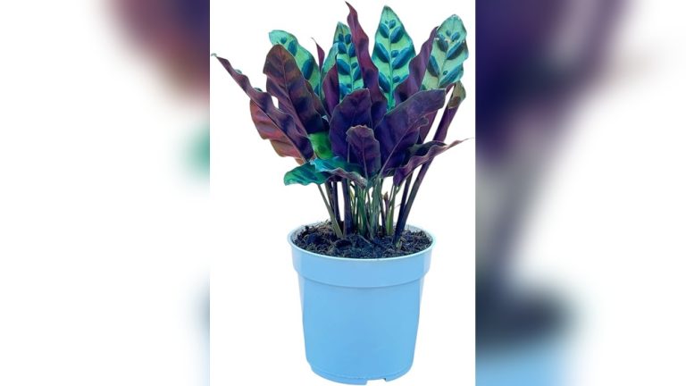 Colorful Indoor Plant Decor