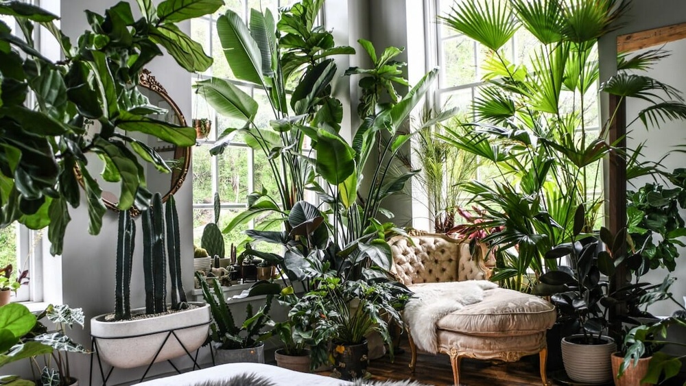 Contemporary Indoor Plant Decor