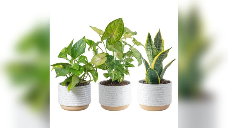 Easy Indoor Plant Decor