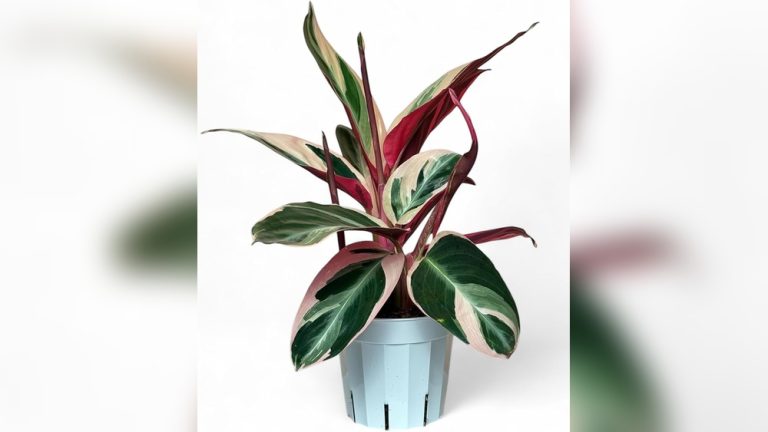 Elegant Indoor Plant Decor