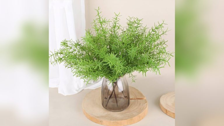 Fern Indoor Plant Decor