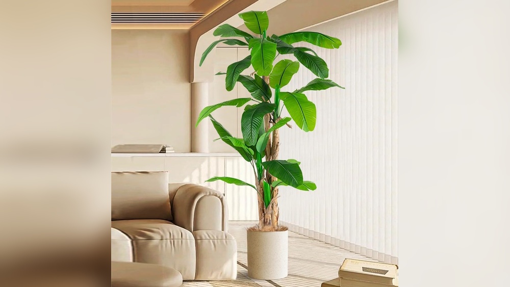 Indoor Banana Plant Decor