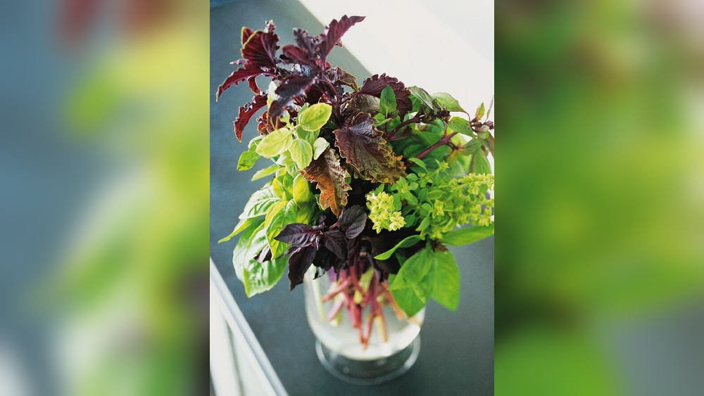 Indoor Basil Plant Decor