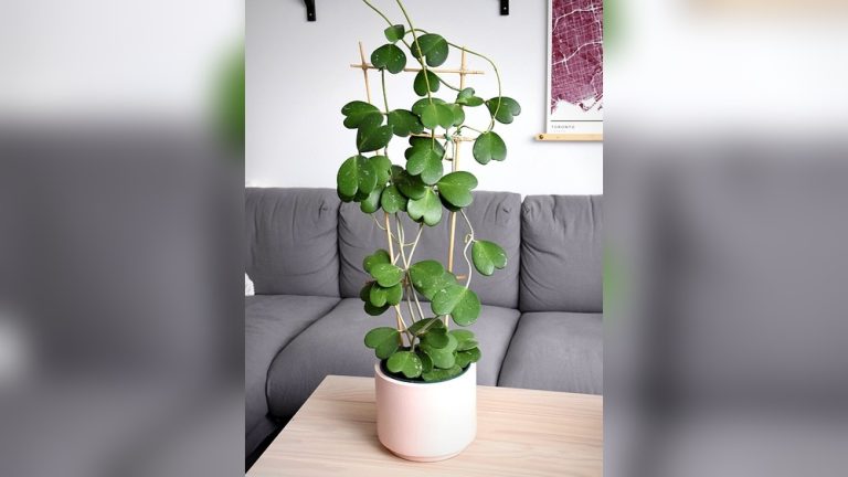Indoor Heart-Shaped Plant Decor