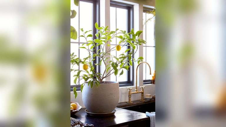 Indoor Lemon Plant Decor