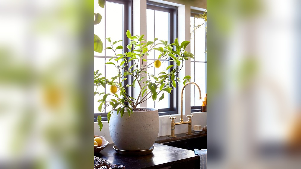 Indoor Lemon Plant Decor