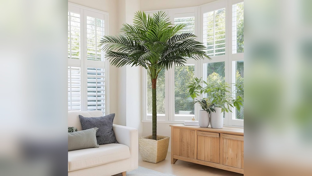 Indoor Palm Plant Decor