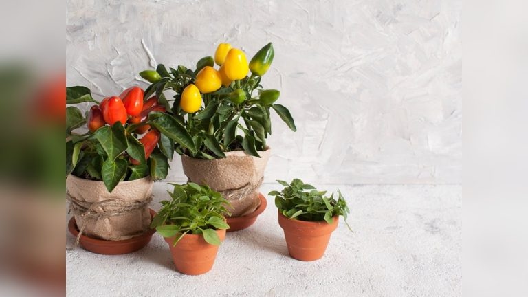 Indoor Pepper Plant Decor