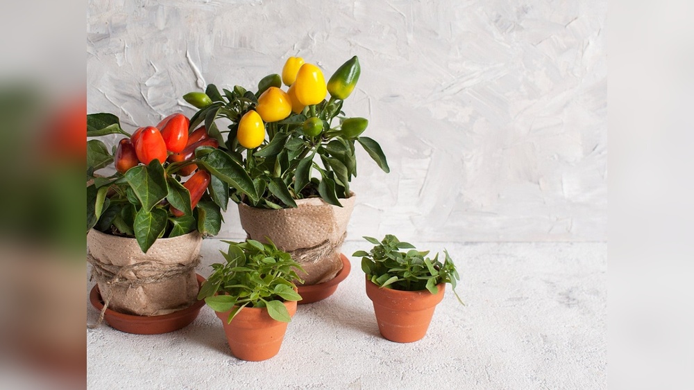 Indoor Pepper Plant Decor