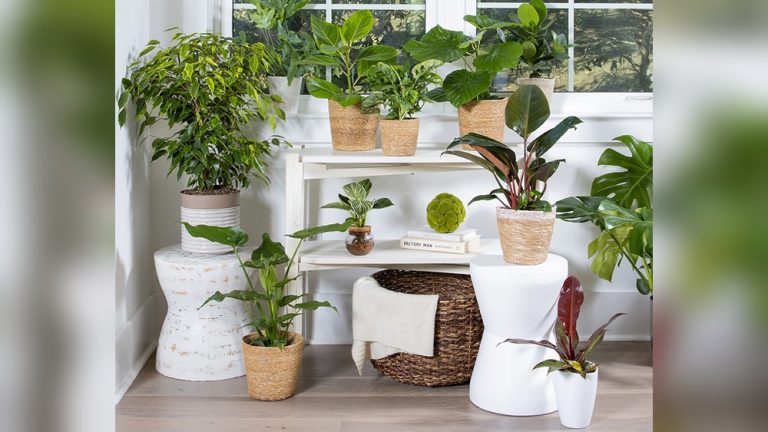 Indoor Plant Decor Tips