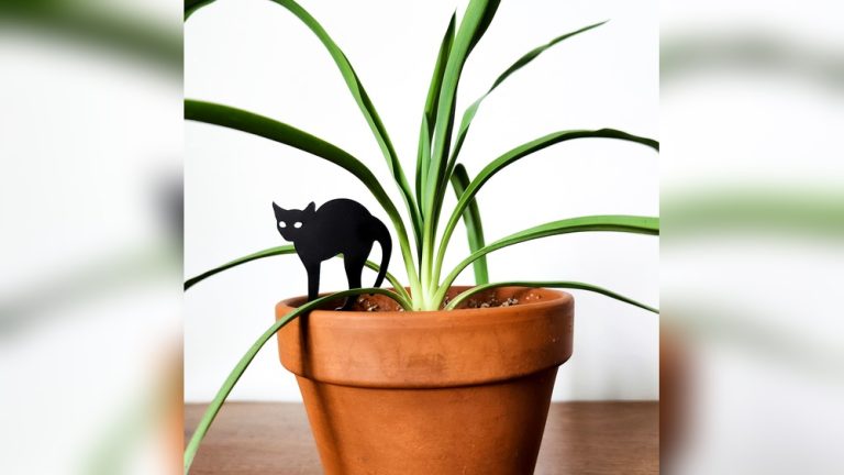 Indoor Plant Decor With Cat