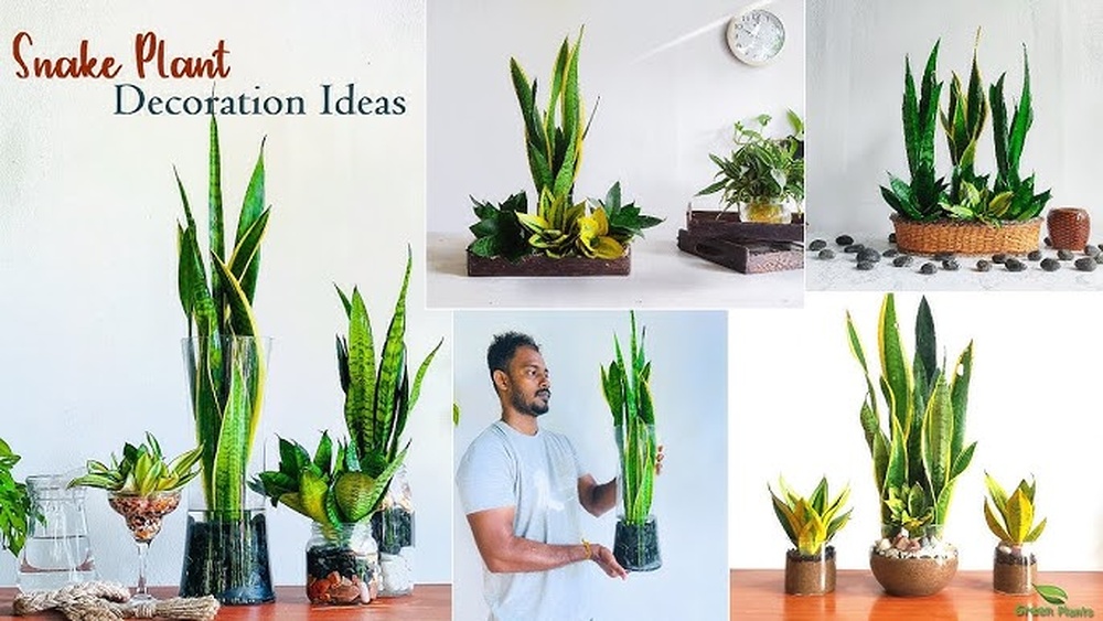 Indoor Snake Plant Decor