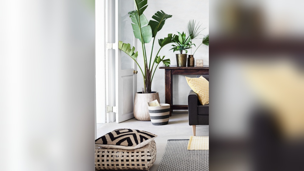 Inspiration for Indoor Plant Decor