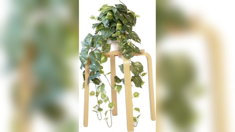 Ivy Plant Indoor Decor