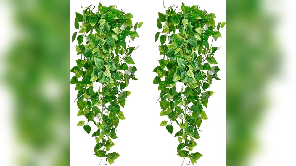 Ivy Plant Indoor Decor Bedroom