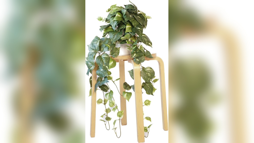 Ivy Plant Indoor Decor