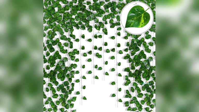 Money Plant Decor Indian Indoor