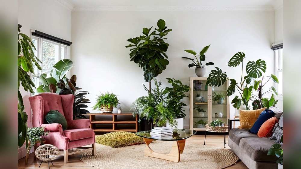 Plant Decor Indoor Living Rooms