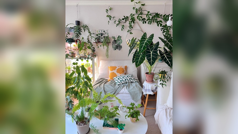 Plant Decor Indoor
