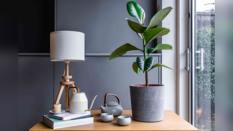 Rubber Plant Indoor Decor
