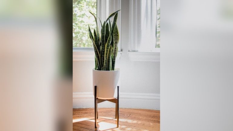 Snake Plant Indoor Decor